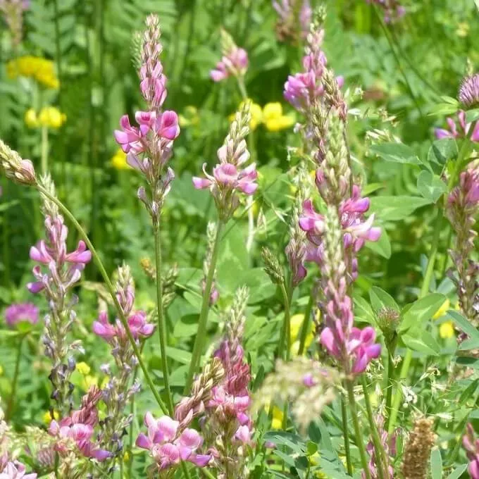 MediGran Esparcette Onobrychis viciifolia zaden onbespoten