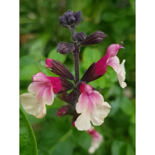 World Botanics Salvia Cuello Cream borderplant 9cm pot
