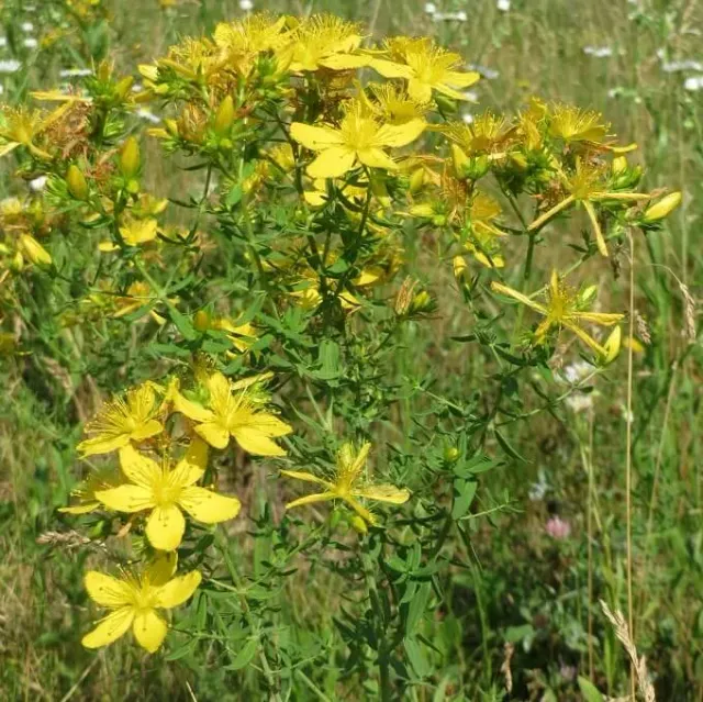 MediGran Hypericum perforatum Sint-janskruid zaden geel