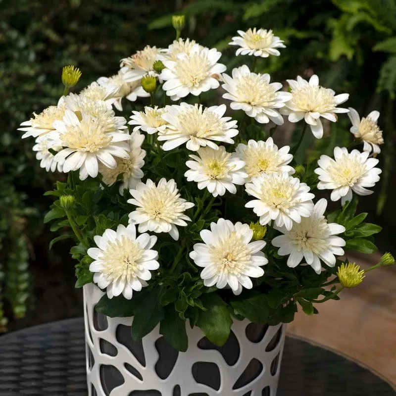 World Botanics Osteospermum Double Nanuk jonge planten 5 stuks wit