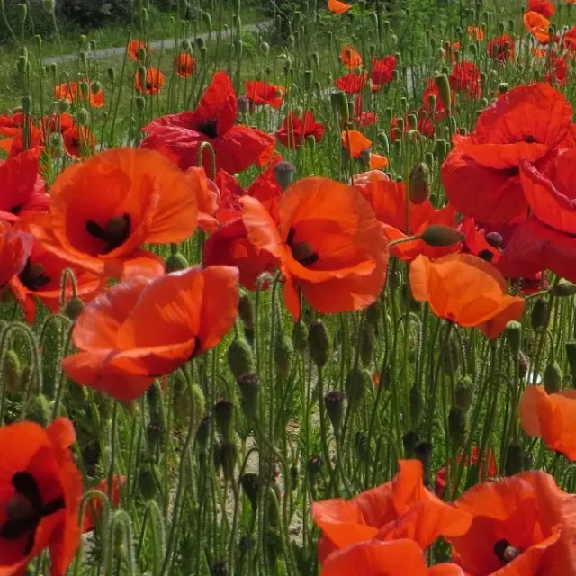 MediGran Papaver rhoeas Grote klaproos zaden eenjarig
