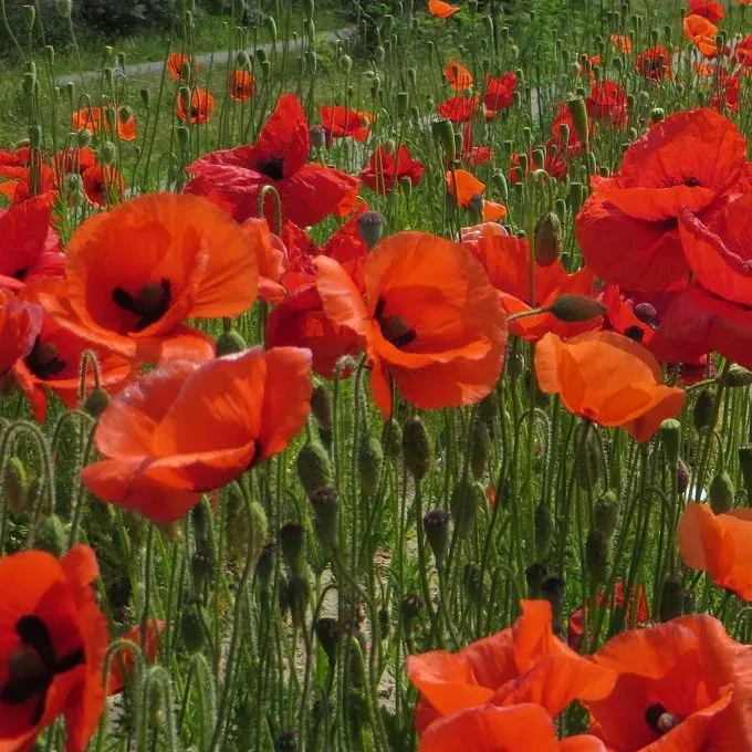 MediGran Papaver rhoeas Grote klaproos zaden eenjarig