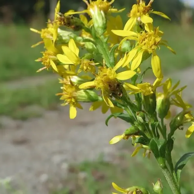 MediGran Solidago virgaurea zaden echte guldenroede geel