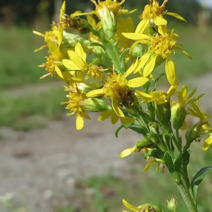 MediGran Solidago virgaurea zaden echte guldenroede geel