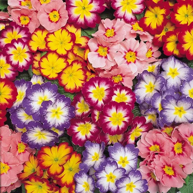World Botanics Primula Alaska Mix primula 15 planten