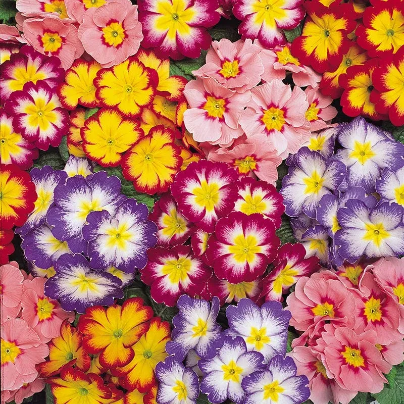 World Botanics Primula Alaska Mix primula 15 planten