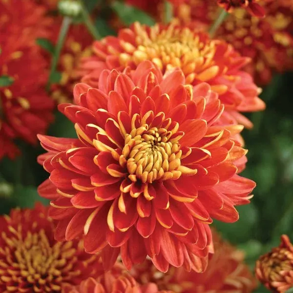 World Botanics Woolmans Spartan Fire Chrysant plant rood