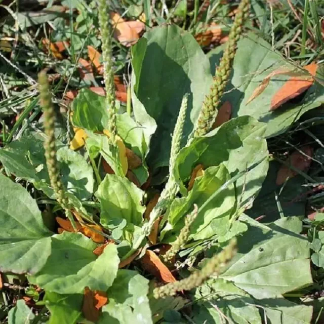 MediGran Plantago major grote weegbree zaden onbespoten