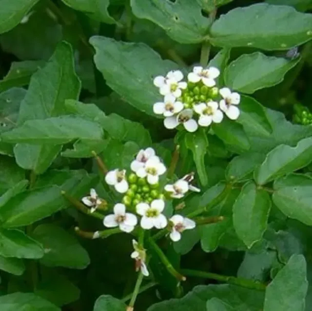 MediGran Witte waterkers Nasturtium officinale zaden eetbaar