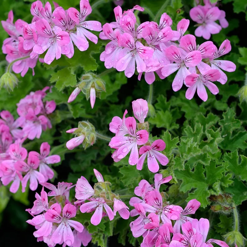 World Botanics Pelargonium Scented Pink Capitatum jonge planten