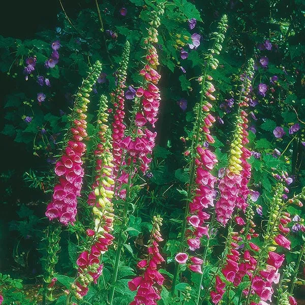 World Botanics vingerhoedskruid bloemzaden tweejarig