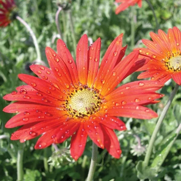 World Botanics Arctotis Flame jonge planten oranje