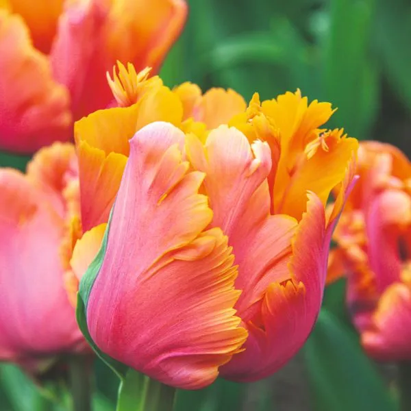 World Botanics Amazing Parrot tulp bloembollen 15 stuks