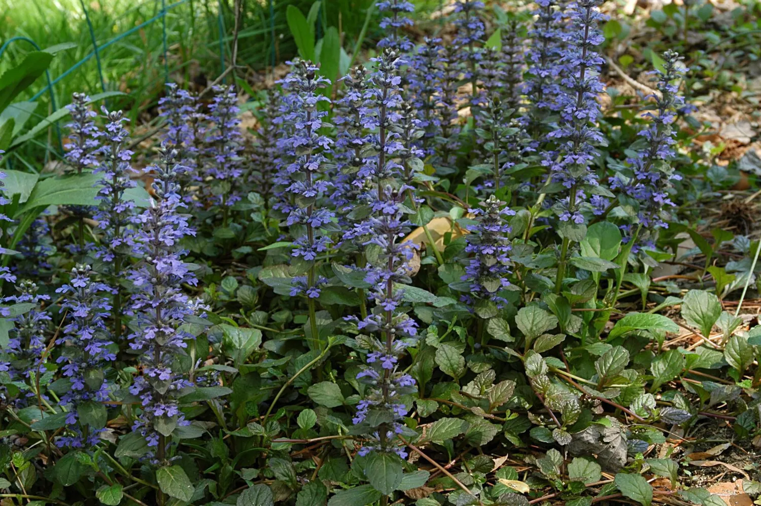 De Tuinen van MergenMetz Ajuga reptans Kruipend Zenegroen zaden wintergroen