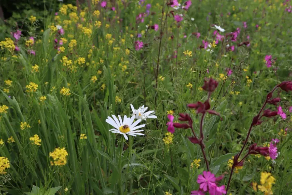 MediGran Landschapsflora LKV-10 zadenmengsel inheems