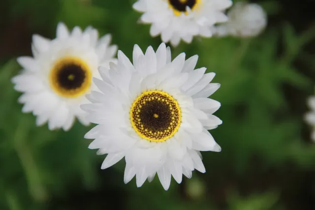 Vitale Rassen Zonnestrobloem bloemzaden wit