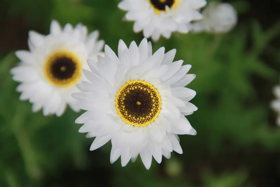 Vitale Rassen Zonnestrobloem bloemzaden wit