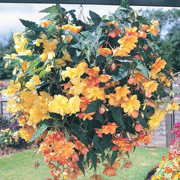 World Botanics Begonia Illumination Apricot Shades F1 15 stuks hangplant