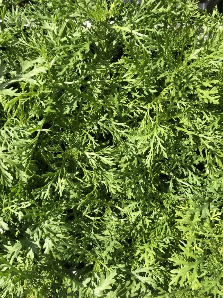 Vitale Rassen Chrysanthemo bladgroente zaden