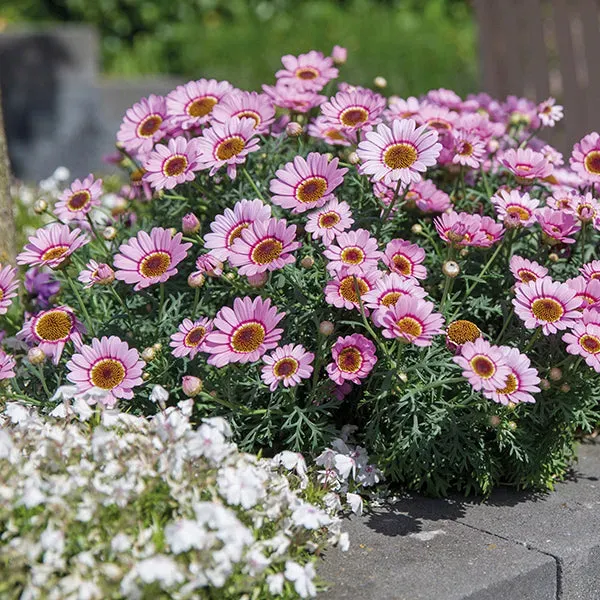 World Botanics Grandaisy Pink Halo margriet jonge planten 5 st