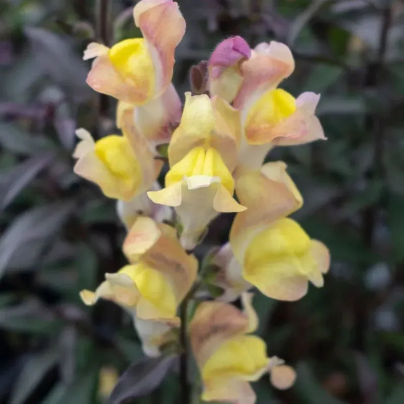 Johnsons Antirrhinum Snap in Black leeuwenbekjes 15 planten mix