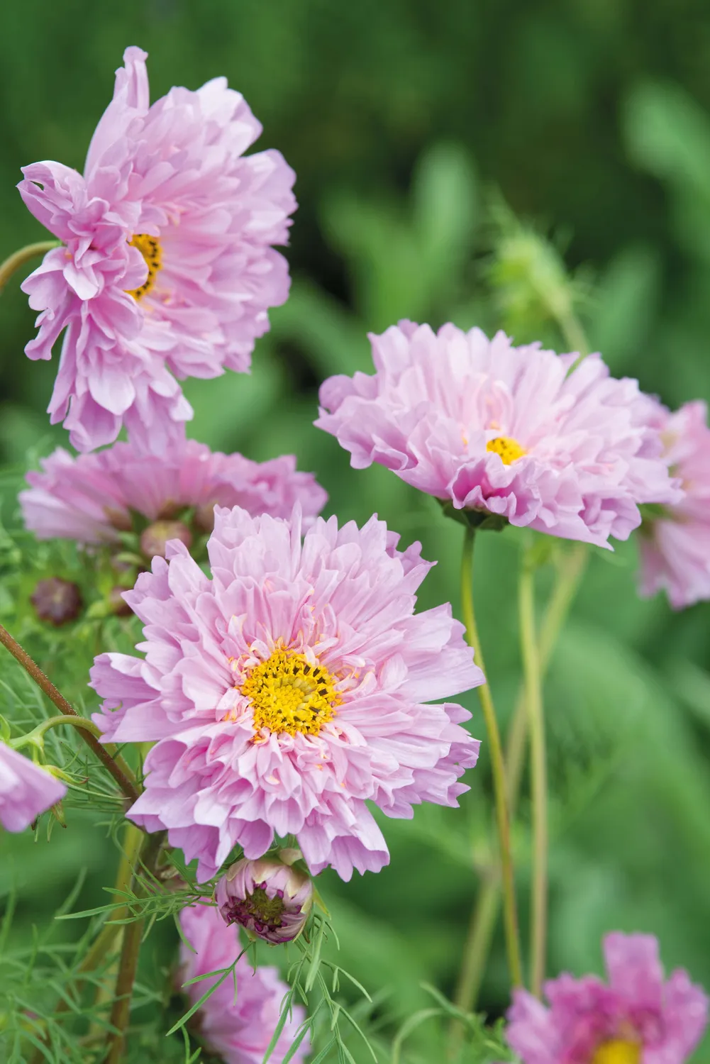 Johnsons Cosmos Double Dutch Rose bloemzaden dubbel roze