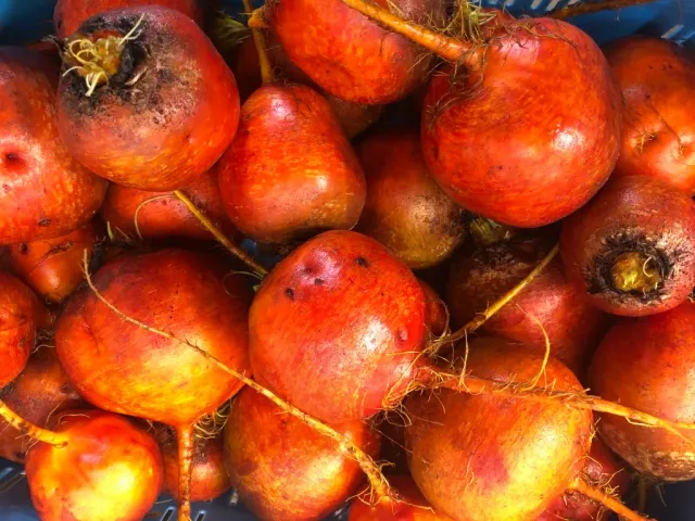Vitale Rassen Wintersonne gele biet zaden onbespoten