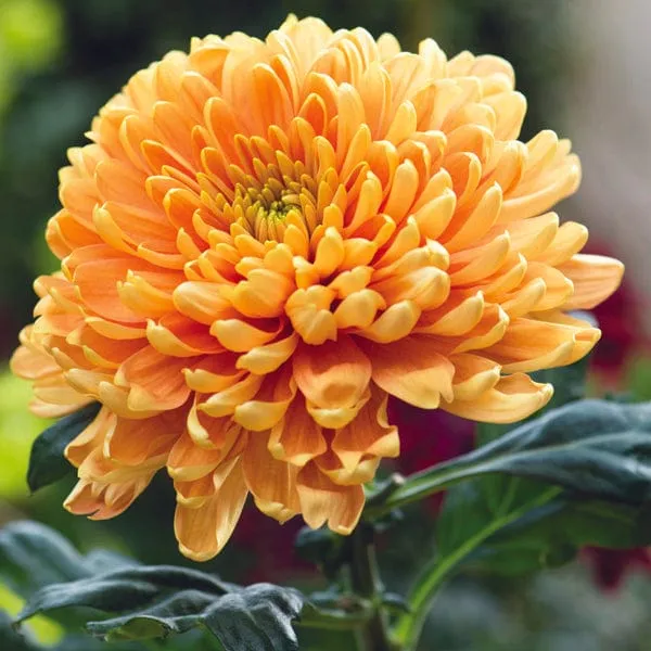 World Botanics Woolmans Bloom Collection Chrysant planten 5 stuks