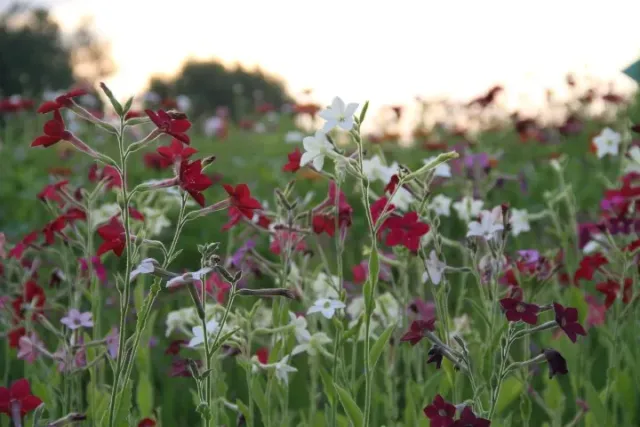 Vitale Rassen Siertabak bloemzaden onbespoten
