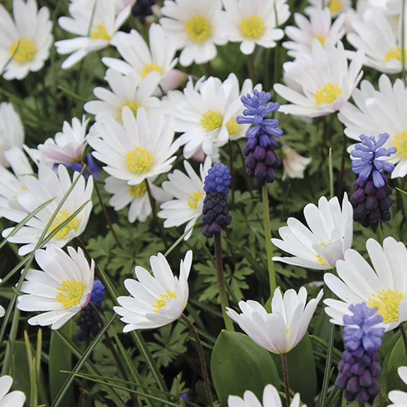 World Botanics Anemone Blanda Collection bloembollen 60 stuks