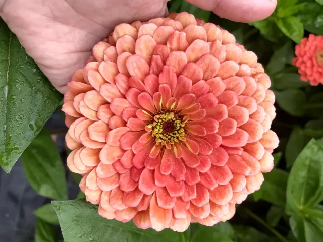 Vitale Rassen Benary Giant Salmon Rose zinnia zaden onbespoten