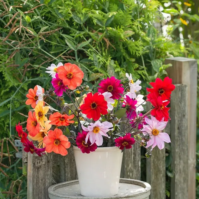World Botanics Bishop dahlia knollen collectie 6 stuks donker blad