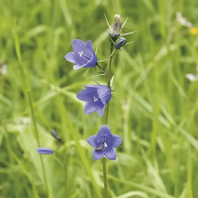 World Botanics Harebell jonge planten 5 stuks blauw vast