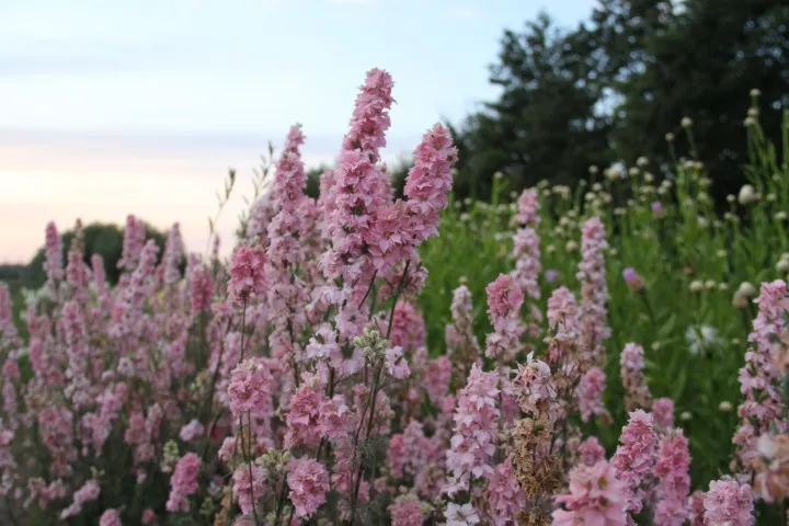 Vitale Rassen Ridderspoor Light Pink zaden onbespoten
