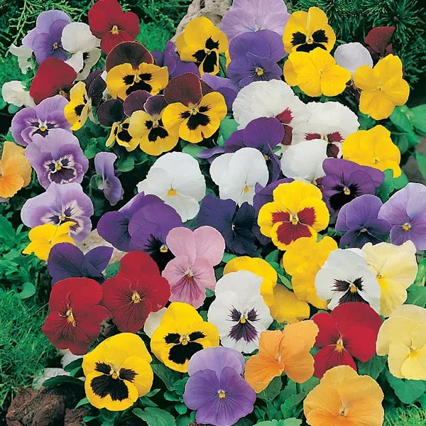 World Botanics Pansy Winter Flowering Mixed F1 viooltjes 15 stuks