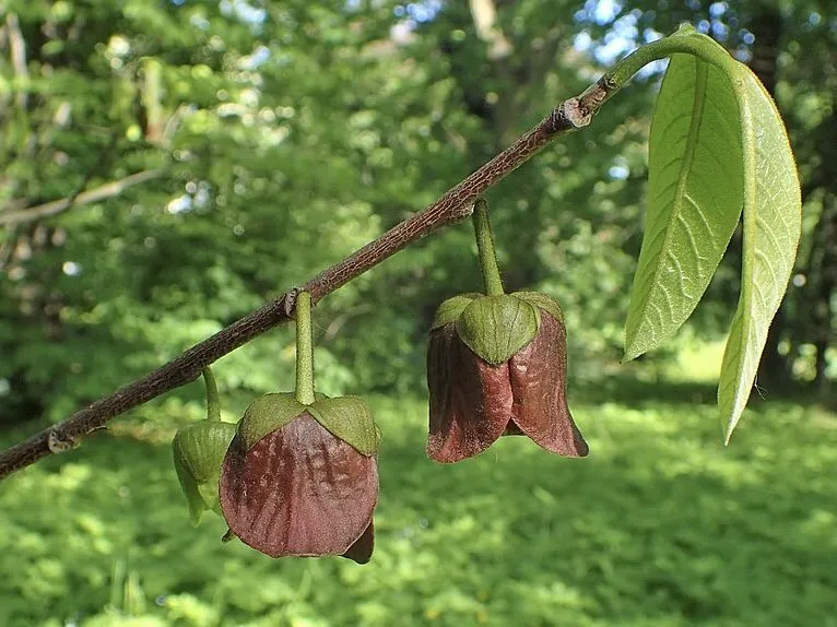 De Tuinen van MergenMetz Gewone Pawpaw plant 20-30 cm