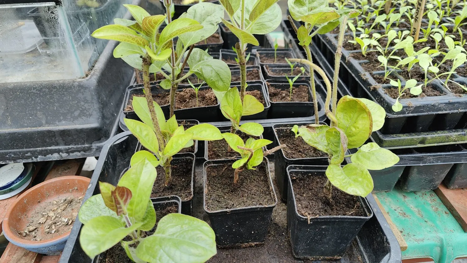 De Tuinen van MergenMetz Kaasplant P6 potje camembertsmaak