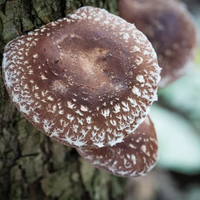 De Tuinen van MergenMetz Van Stam tot Zwam workshop paddenstoelen 10 oktober