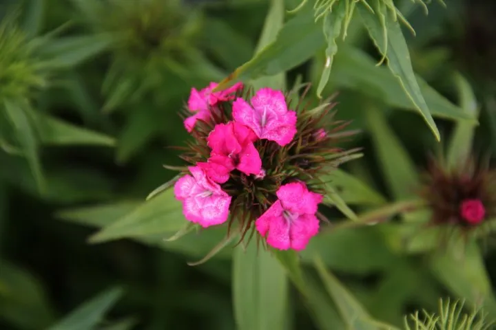 Vitale Rassen Duizendschoon bloemzaden onbespoten