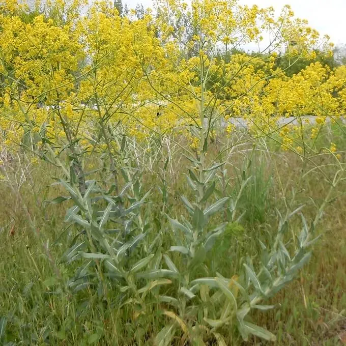 MediGran Isatis tinctoria wede zaden onbespoten