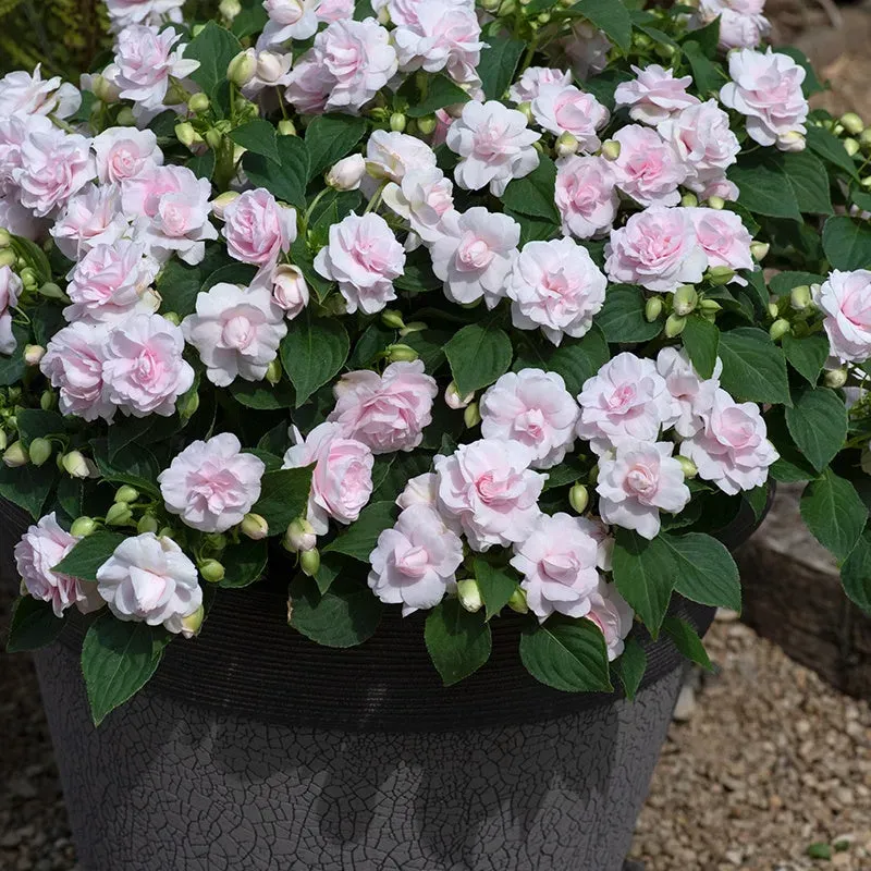 World Botanics Glimmer Appleblossom impatiens 5 jonge planten