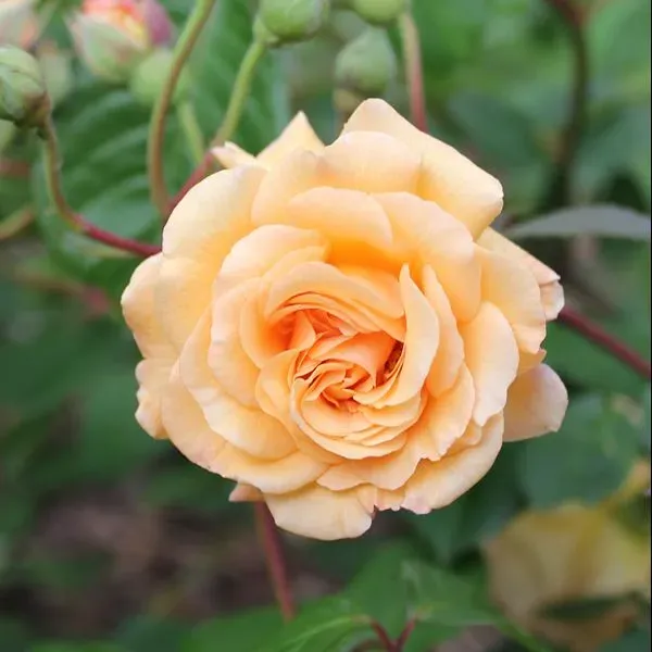 World Botanics Buff Beauty struikroos kale wortel abrikoos