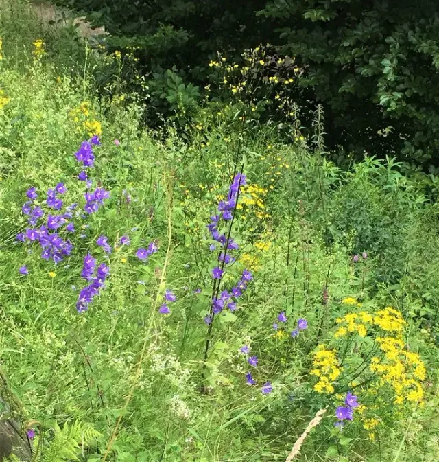 MediGran Schaduwflora HV-43 bloemenzaden schaduw inheems