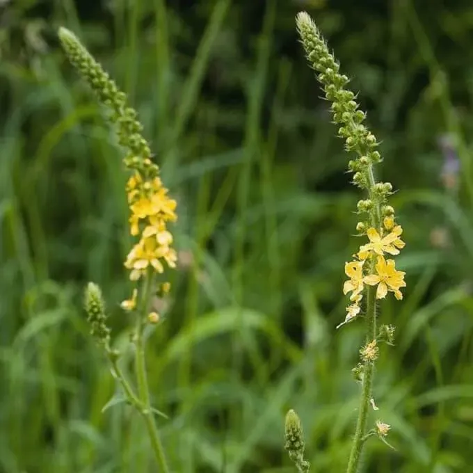 MediGran Gewone agrimonie zaden onbespoten