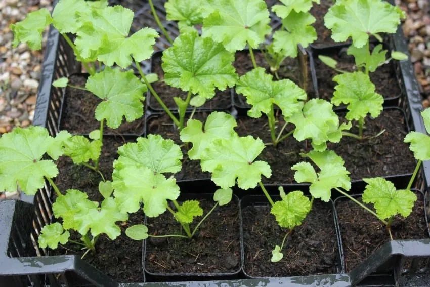 De Tuinen van MergenMetz Krulmalva Malva Crispa zaden 30 stuks