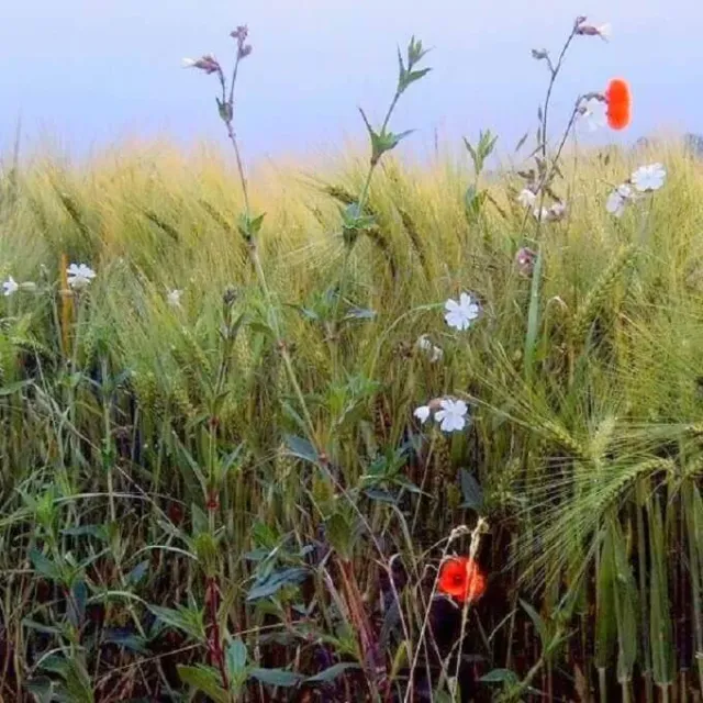 MediGran Graanakkerflora GA-5 bloemenzaden inheems