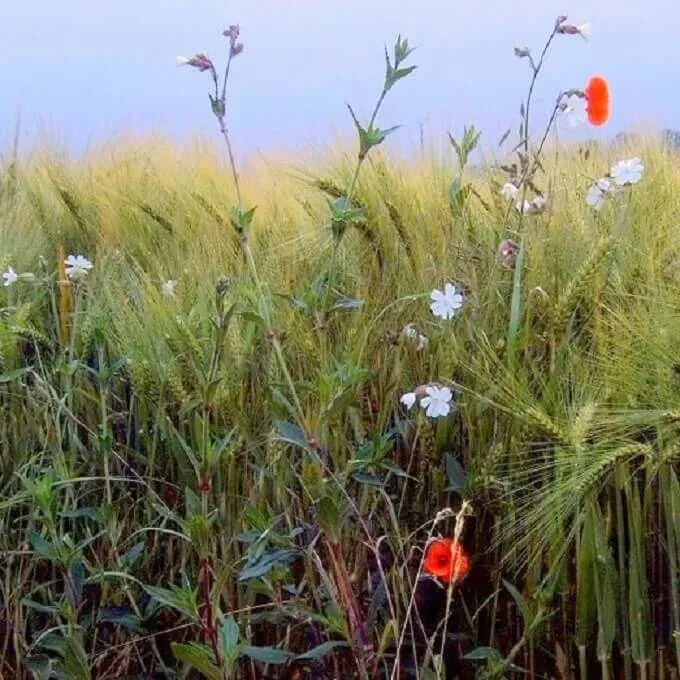 MediGran Graanakkerflora GA-5 bloemenzaden inheems