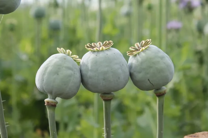Vitale Rassen Papaver zaden onbespoten weidebloem