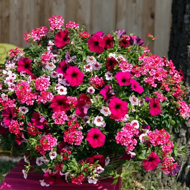 World Botanics Trixi Cherry Kiss bloemplanten 5 jonge planten