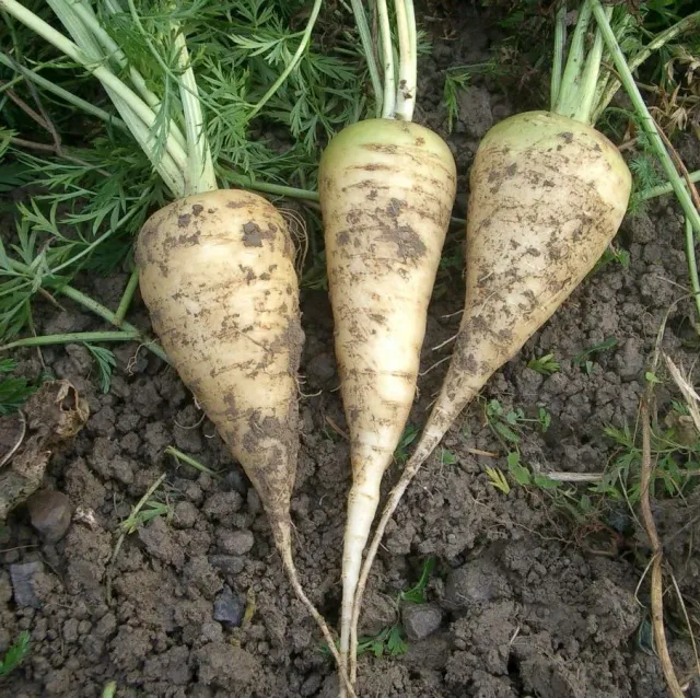 De Tuinen van MergenMetz Küttiger witte wortelzaad 2 gram bewaar